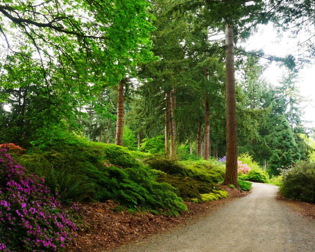 Path through lush trees and blooming flowers at the Rhododendron Species Botanical Garden in Federal Way