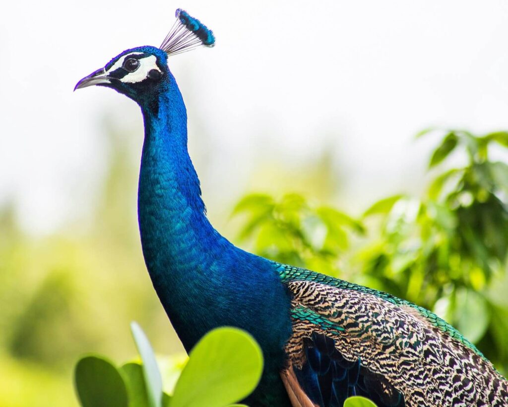 Vibrant blue peacock in Pinecrest, Florida surrounded by green foliage in natural sunlight