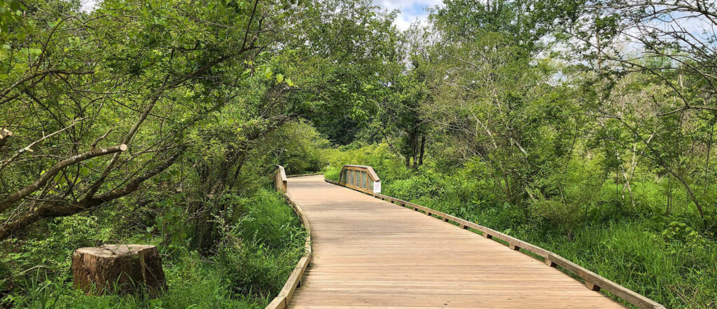 Wooden boardwalk winding through lush green trees and plants at George Pierce Park in Suwanee, GA