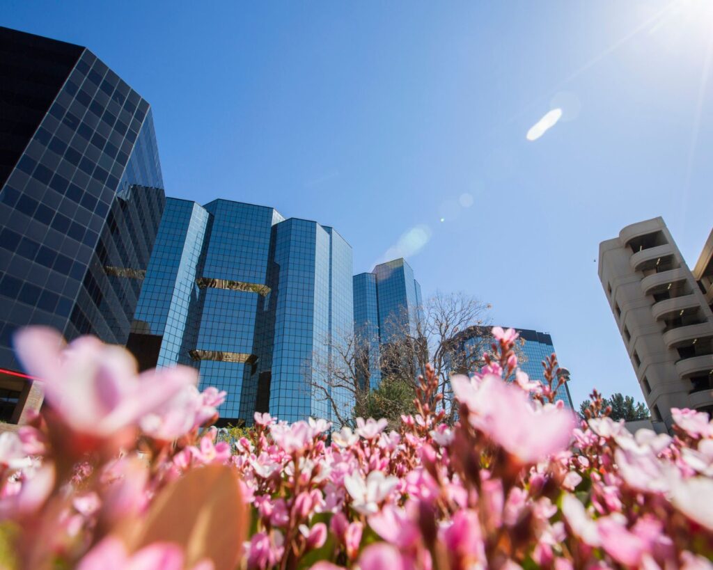 Modern office buildings in Woodland Hills, California with pink flowers in the foreground on a sunny day