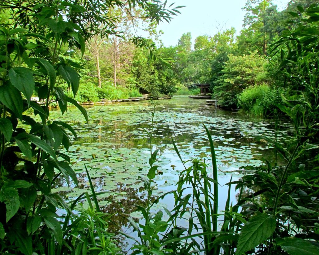 Alfred Caldwell Lily Pool Lincoln Park Chicago with lush greenery pond water lilies and peaceful natural landscape