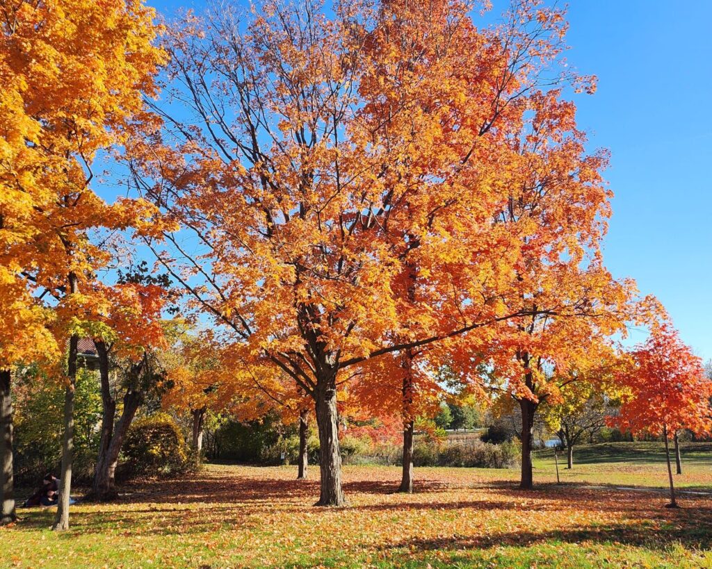 Autumn tree at Columbus Park Refectory Chicago Illinois with orange fall foliage and clear blue sky