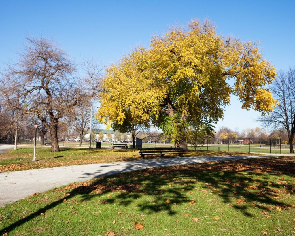 Autumn tree in Hamilton Park Chicago with yellow leaves walking path green grass clear blue sky urban park landscape USA