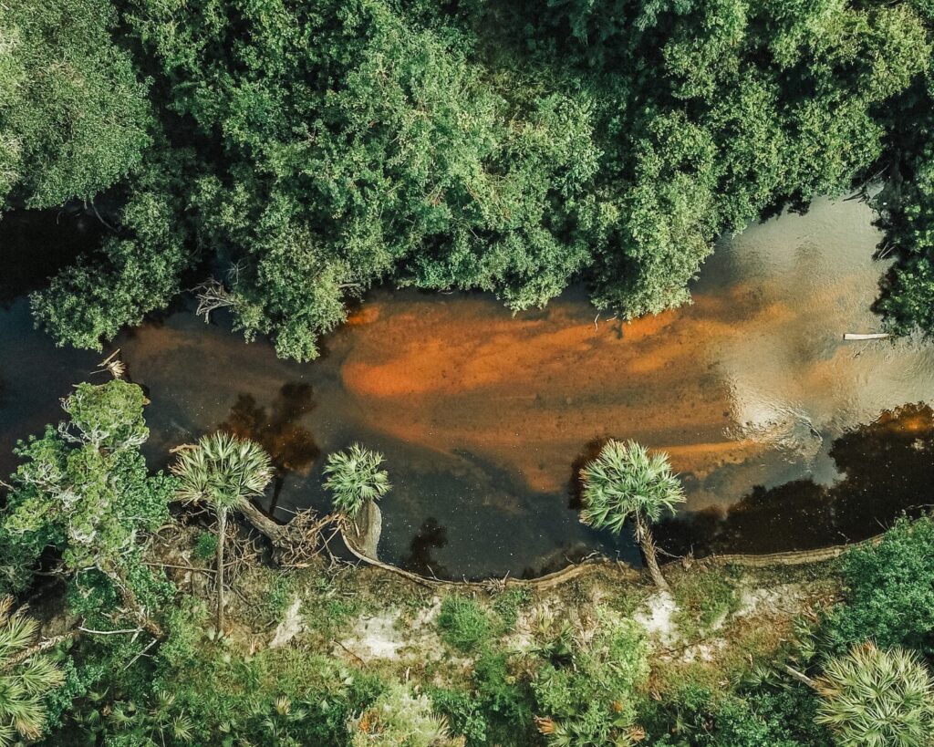 Aerial view of the Alafia River in Brandon, Florida winding through dense green forest with shallow brownish water and surrounding vegetation