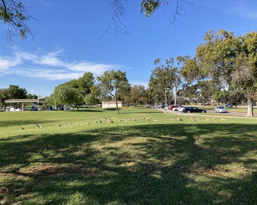 Flock of birds walking across a grassy field at Don Knabe Regional Park, with trees, parked cars, and picnic shelter under a clear blue sky