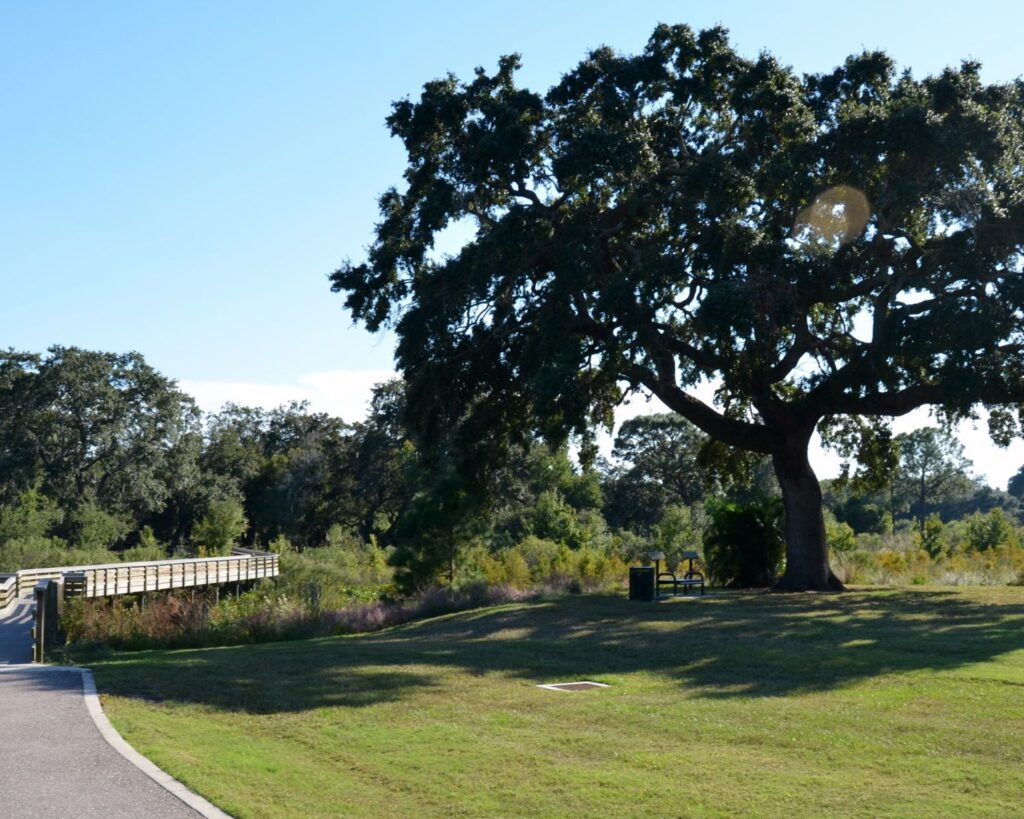 Clearwater Florida park landscape with large oak tree pathway wooden bridge greenery sunny day nature scenic view USA
