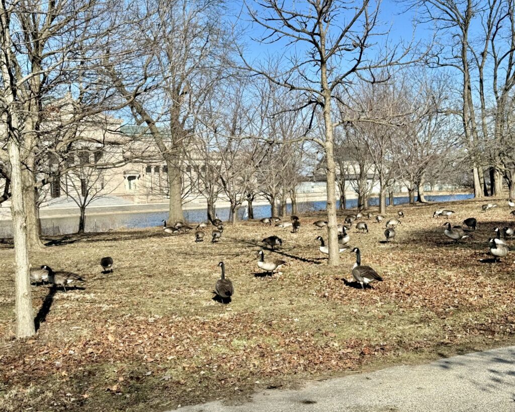 Geese at Columbia Basin Jackson Park Chicago with birds near water trees open ground and natural urban wildlife setting Illinois USA