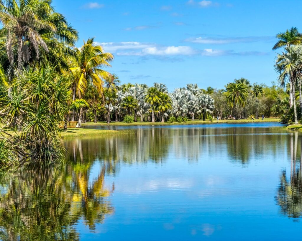 Palm trees reflection in lake at Fairchild Tropical Botanic Garden Coral Gables Florida with lush greenery and clear blue sky