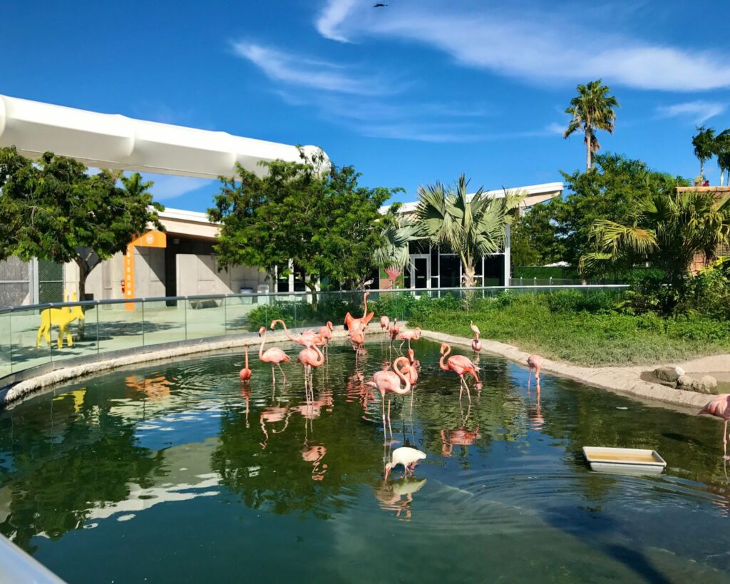 American flamingos in Zoo Miami Florida standing in water with palm trees greenery and clear blue sky