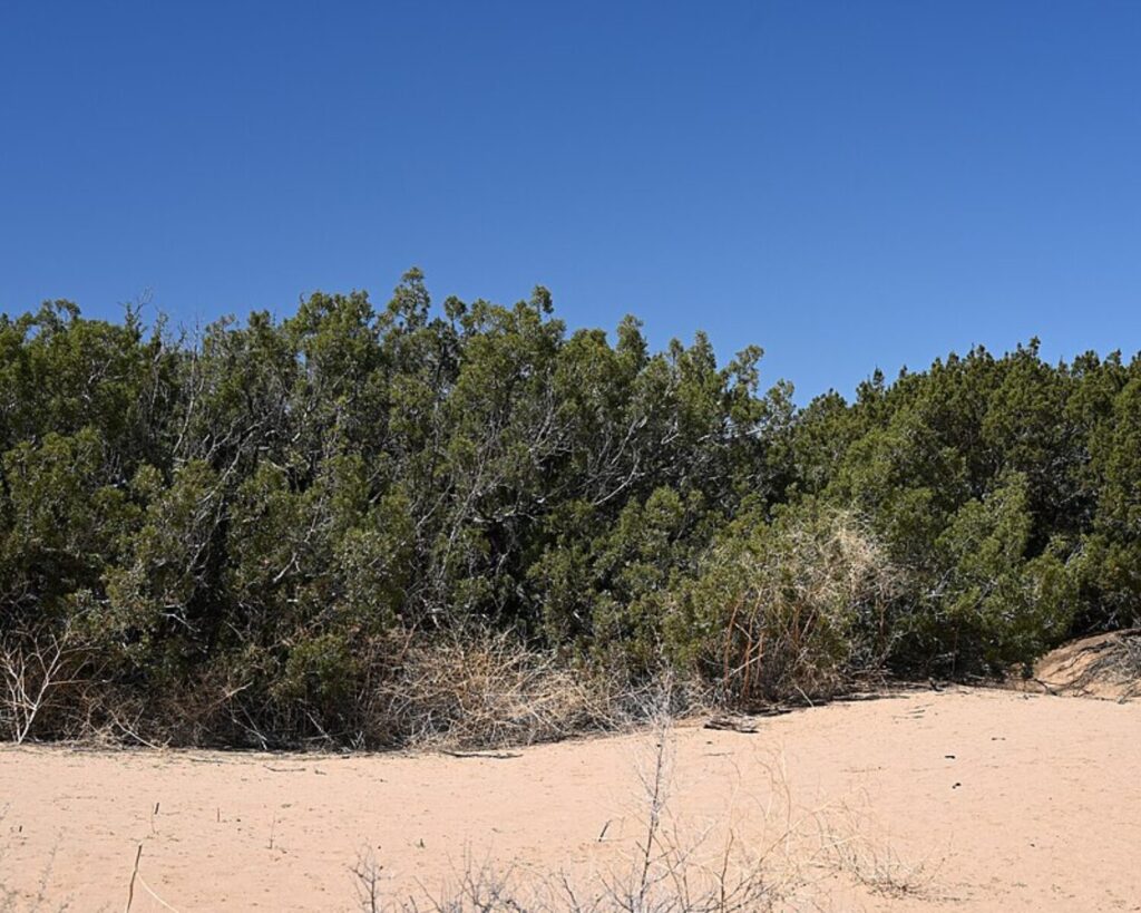 Dense California juniper shrubs growing in sandy desert terrain under a clear blue sky