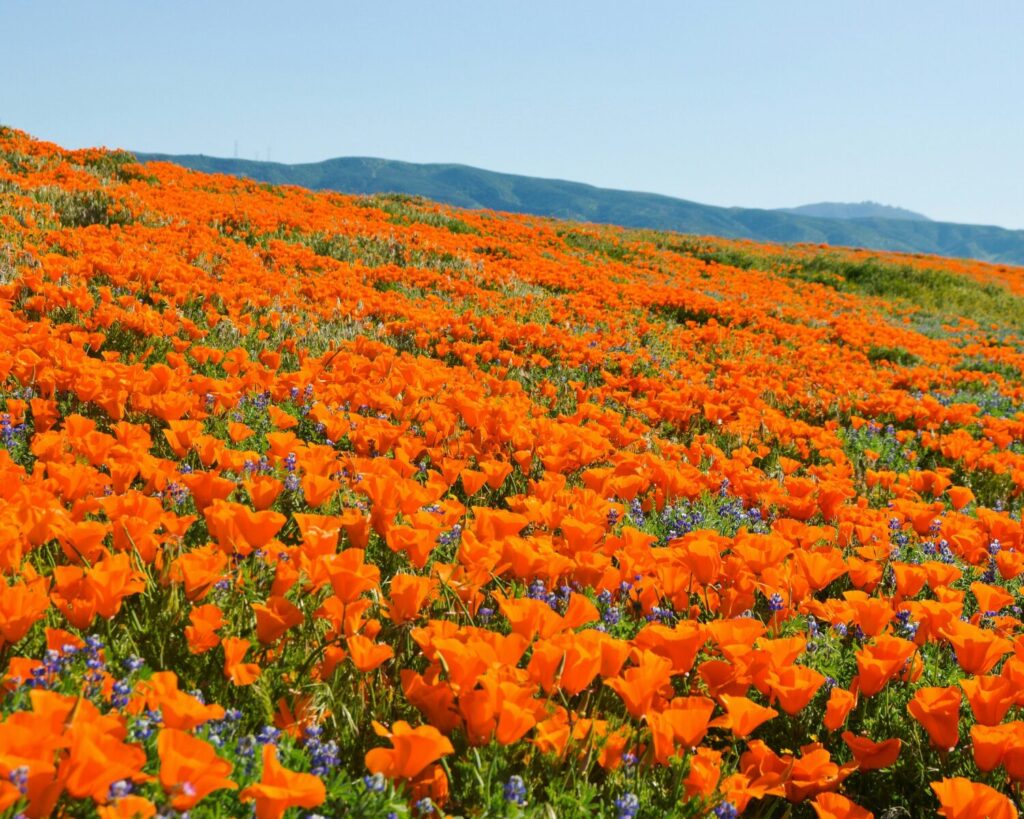 Vast field of bright orange wildflowers covering rolling hills with mountains in the background under a clear blue sky