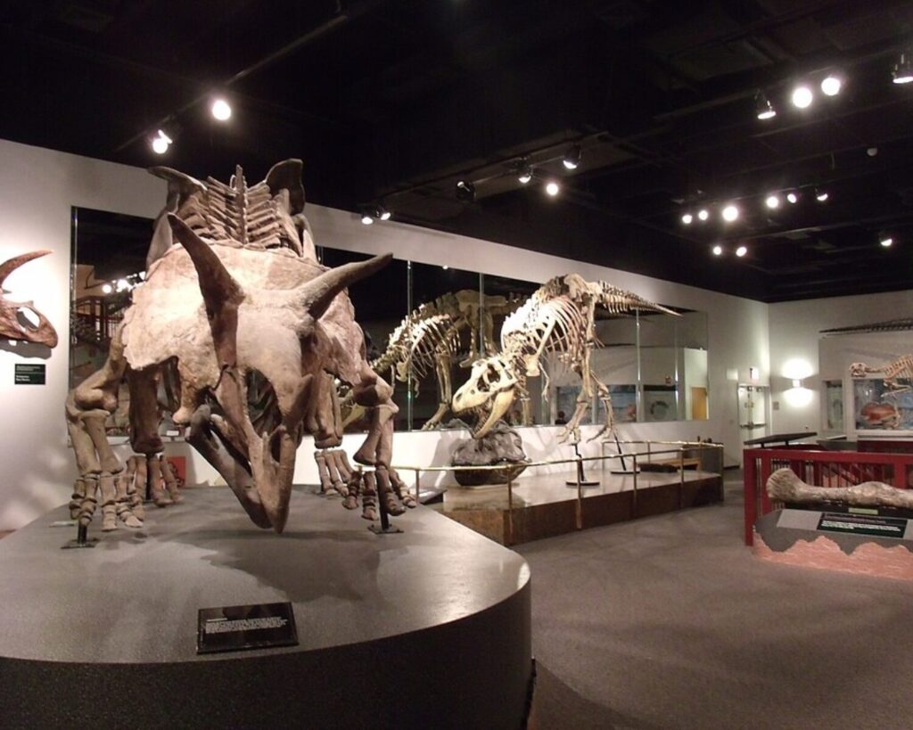 Dinosaur Hall exhibit at Arizona Museum of Natural History in Mesa Arizona with fossil skeleton displays