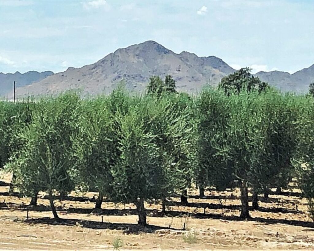 Rows of olive trees in a cultivated grove at Queen Creek Olive Mill, with dry soil in the foreground and mountain hills visible in the background under a clear sky.