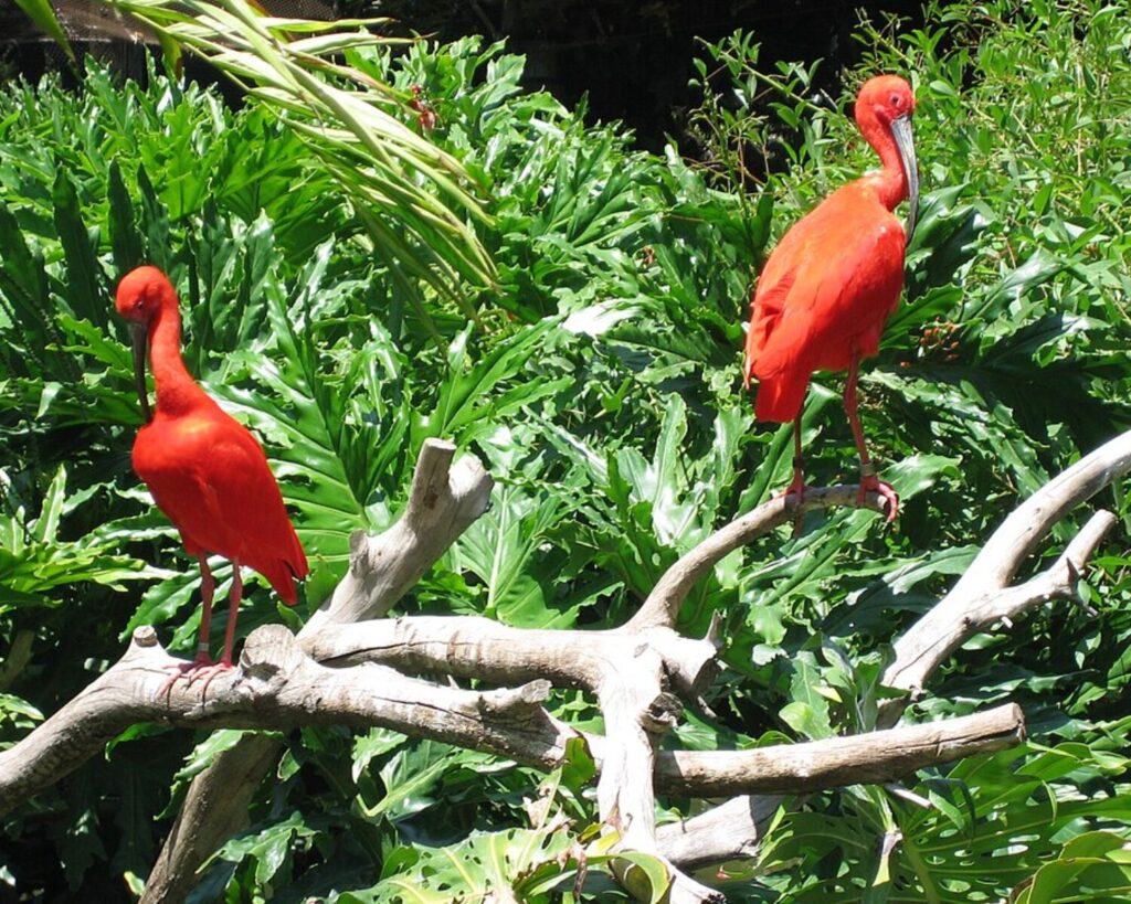 Scarlet ibis birds perched on a branch in lush greenery at Santa Ana Zoo.