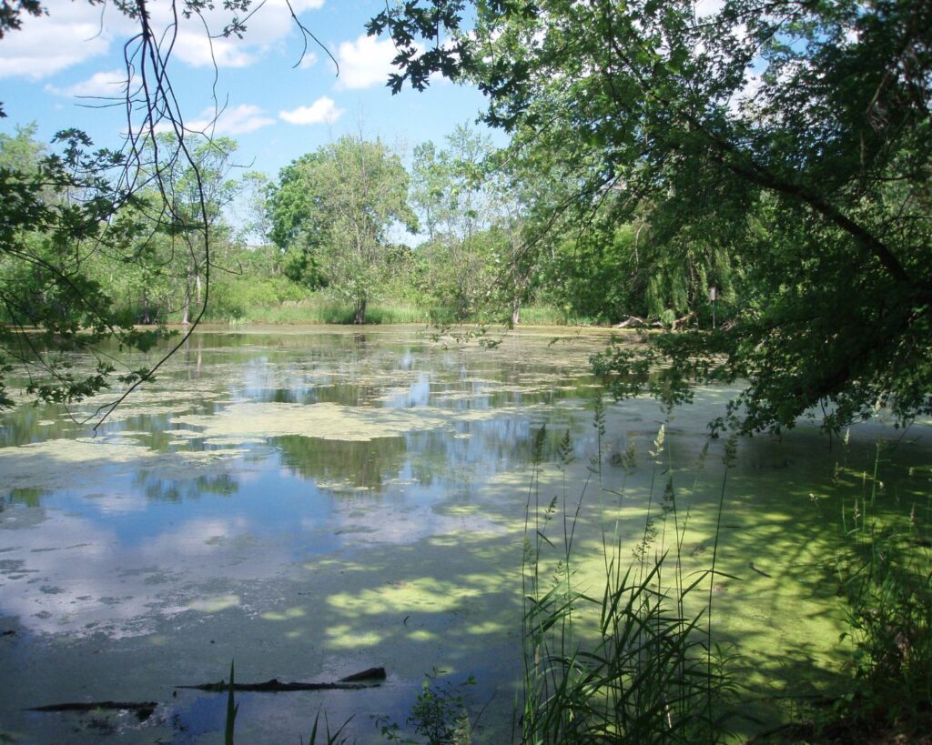 Spring Valley Nature Sanctuary Schaumburg Illinois with pond surrounded by trees greenery calm water and natural wetland environment