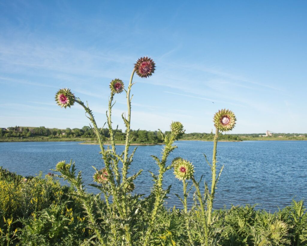 Wild nodding thistle flowers near Whalon Lake Illinois nature landscape with water greenery blue sky outdoor scenic view USA