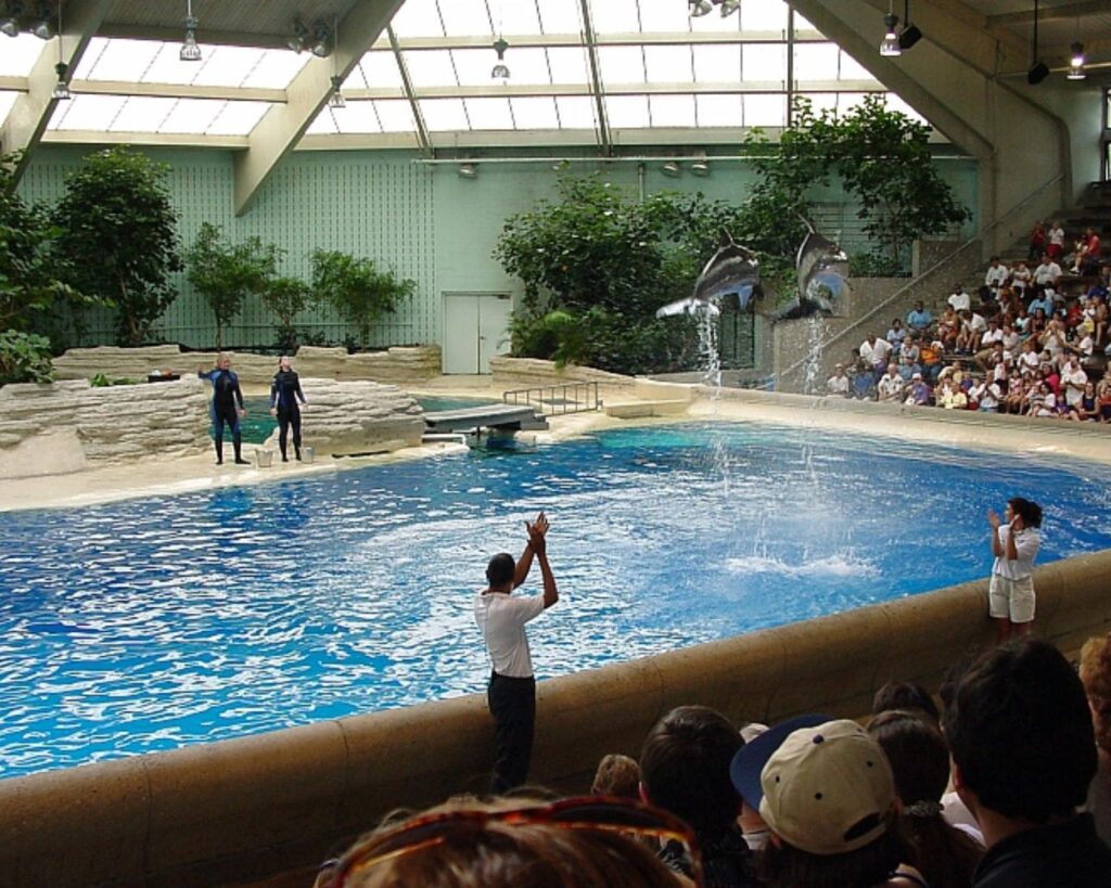 Brookfield Zoo dolphin show indoor pool with trainers audience seating water performance marine animals Illinois USA