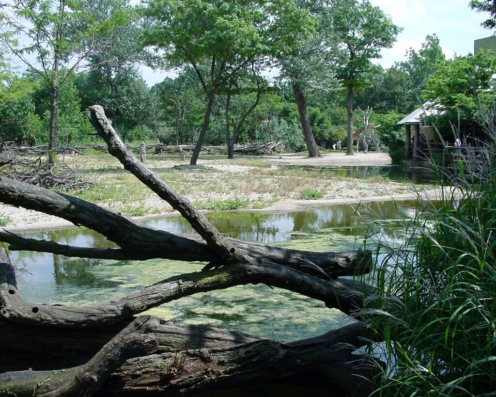 Brookfield Zoo natural habitat area with pond fallen logs trees greenery outdoor wildlife enclosure Illinois USA