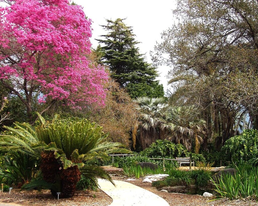 Lush garden scene at LA County Arboretum with flowering trees, tropical plants, and a winding pathway.
