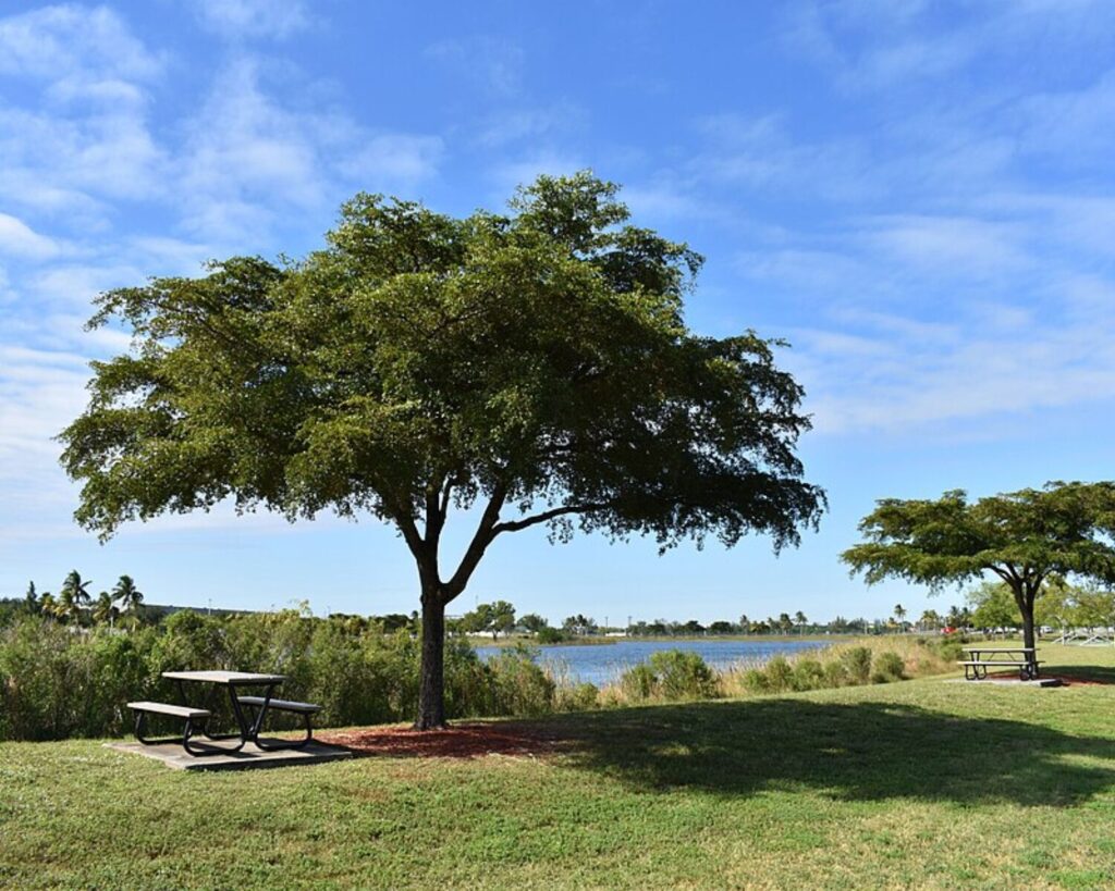 Grassy lakeside area at Doral Central Park with shade trees, picnic tables, and a blue sky with scattered clouds.