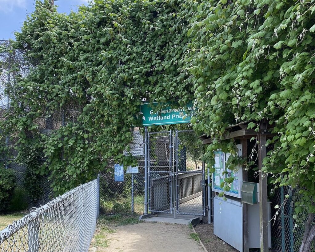 Entrance path to the Gardena Willows Wetland Preserve in California, bordered by chain-link fencing and dense green vines surrounding the gated nature preserve entrance.
