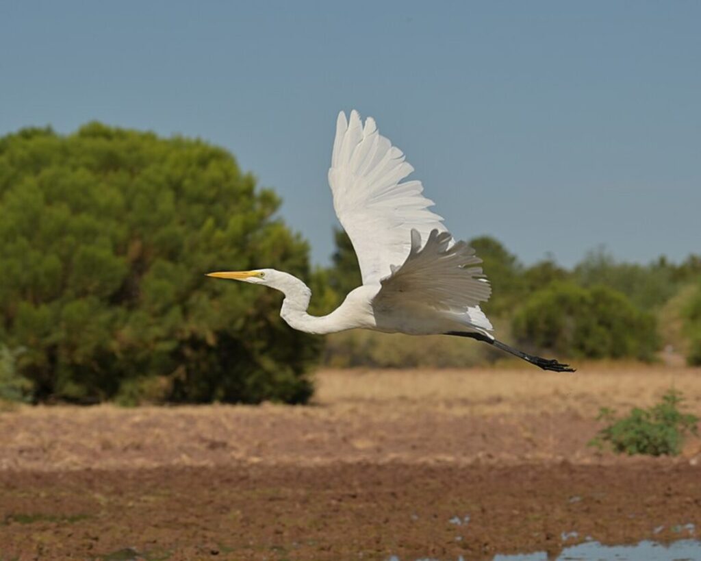 Great egret flying low over a dry wetland area at Riparian Preserve with trees in the background.