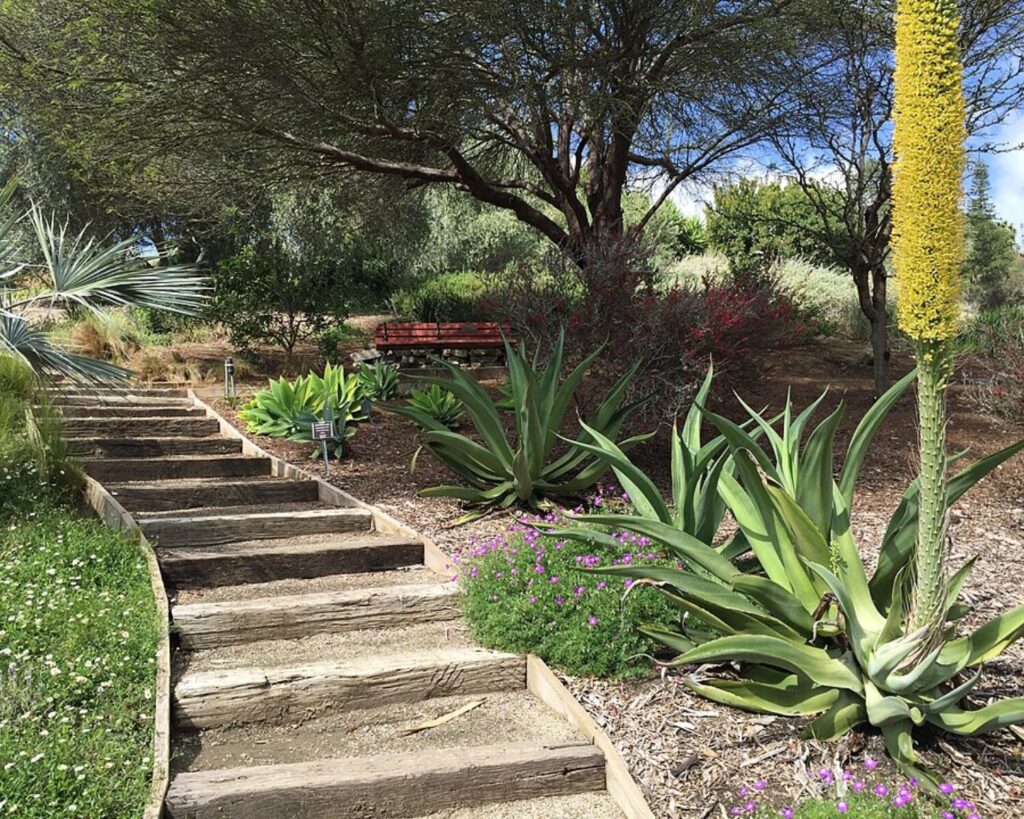 Stone steps leading through Niguel Botanical Preserve with desert plants, trees, and a bench along a landscaped garden path.