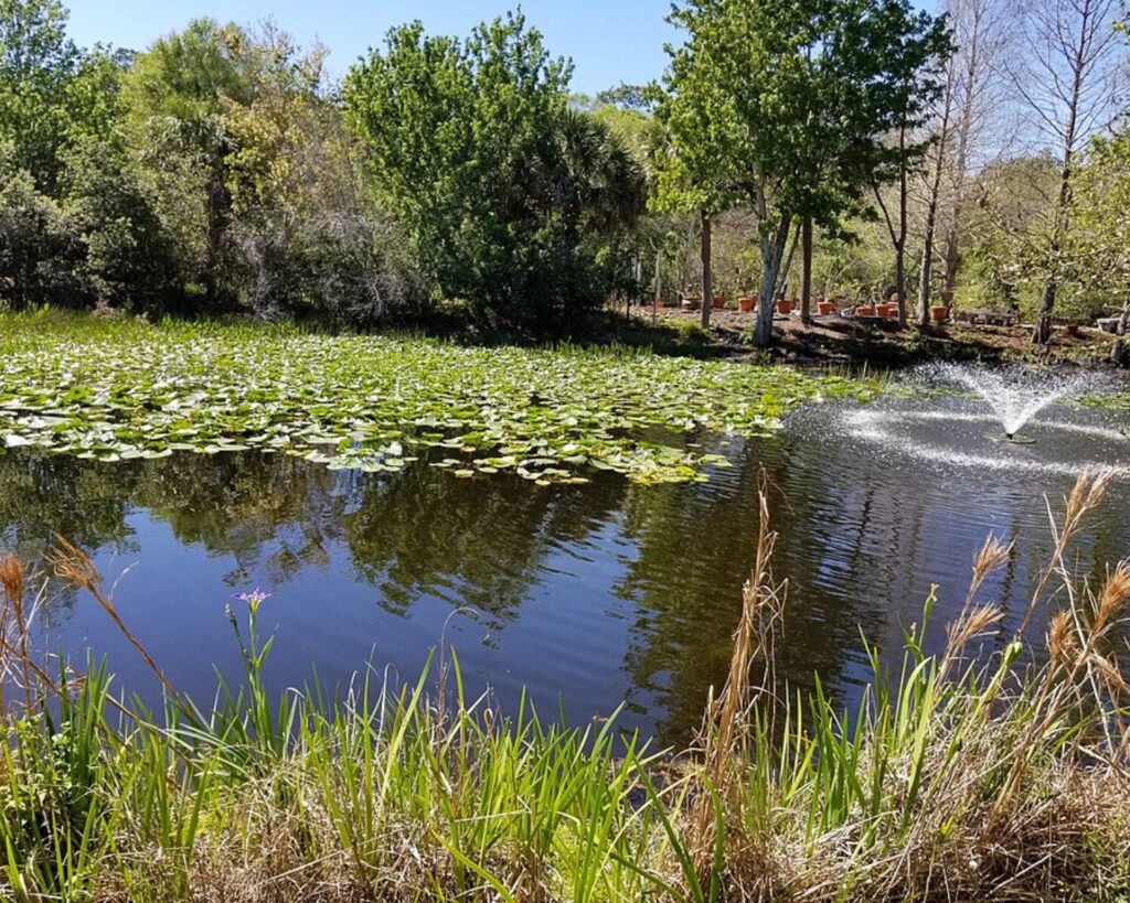 Pond with dense lily pads covering the surface, a small fountain spraying water among the pads, surrounded by trees and tall grasses.