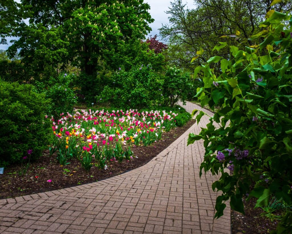 Curved garden pathway lined with blooming tulips and lilac bushes in Lombard, Illinois, surrounded by lush spring greenery and trees.