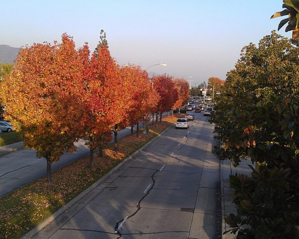 Row of orange and red autumn trees along a busy city street with multiple lanes of traffic under a clear blue sky