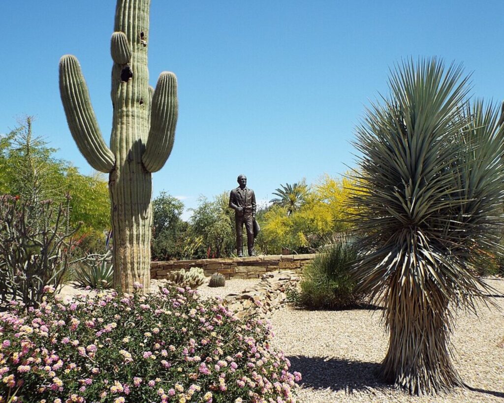 Desert garden at the Barry Goldwater Memorial in Paradise Valley featuring tall saguaro cacti, desert plants, flowers, and a bronze statue under a clear blue sky.