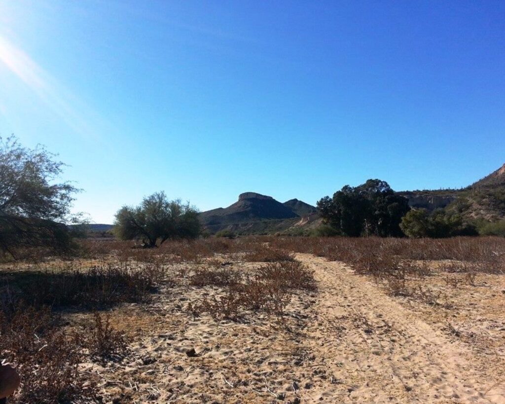 Desert hiking trail at Lake Pleasant Regional Park in Peoria, Arizona, featuring a sandy path winding through dry brush and scattered desert trees with rugged hills and mountains in the background beneath a bright blue sky.