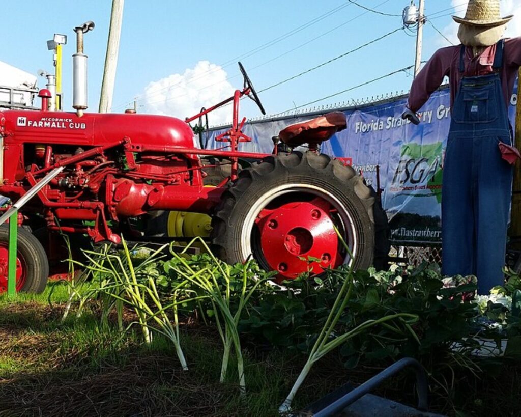 Vintage red International Harvester McCormick Farmall Cub tractor displayed beside a scarecrow figure and garden plants at an outdoor fair exhibit.
