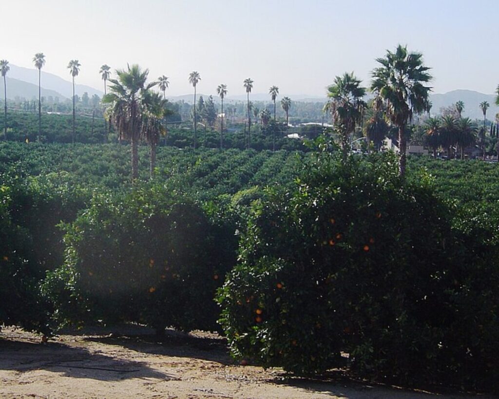 Orange grove in the foreground with fruit-bearing trees, and tall palm trees visible in the distance under a clear sky.