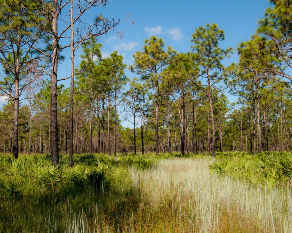 Pine flatwoods habitat at Triple Creek Preserve in Riverview, Florida, with tall pine trees, palmettos, and grassy vegetation under a blue sky.