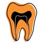 Cross-section illustration of a tooth showing outer enamel and inner structures with highlighted root canals (pulp).