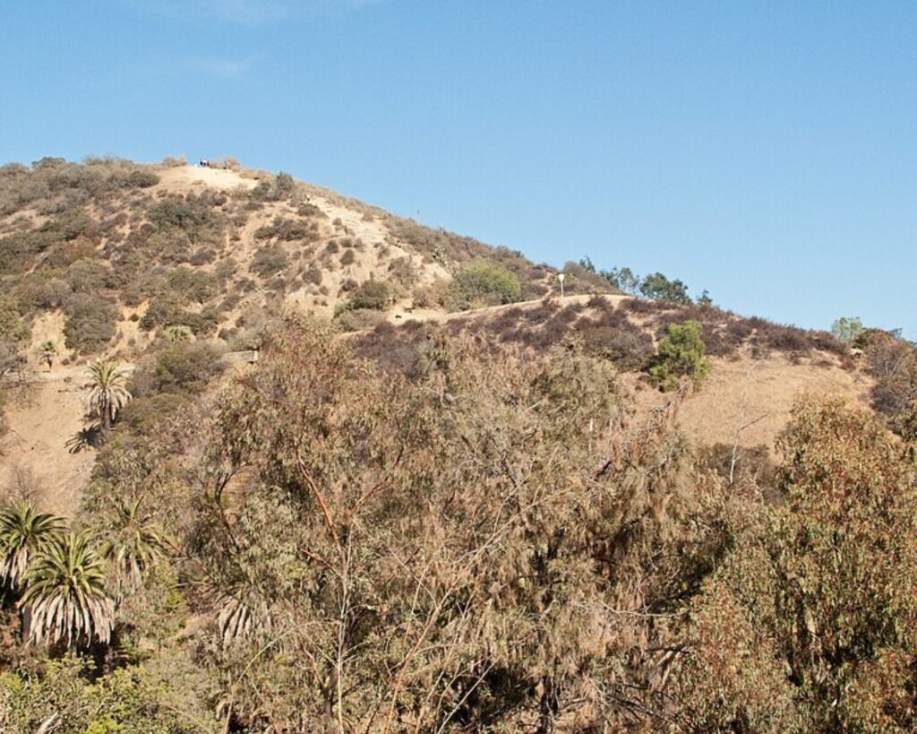 Dry hillside and hiking trail at Runyon Canyon with scattered shrubs, palm trees, and a clear blue sky.