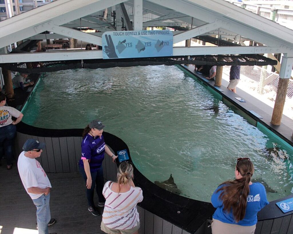 Rays touch tank at Manatee Viewing Center with visitors around a large indoor water pool.