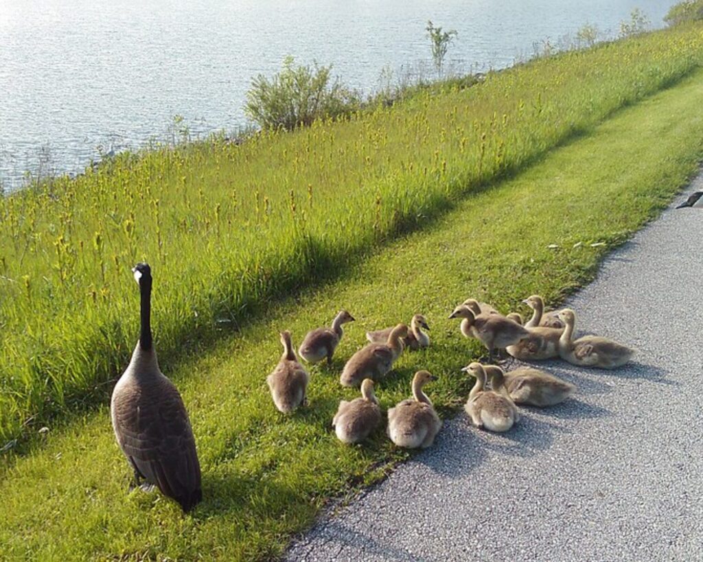 Canada geese with goslings walking along Lake Arlington path beside green grass and water.