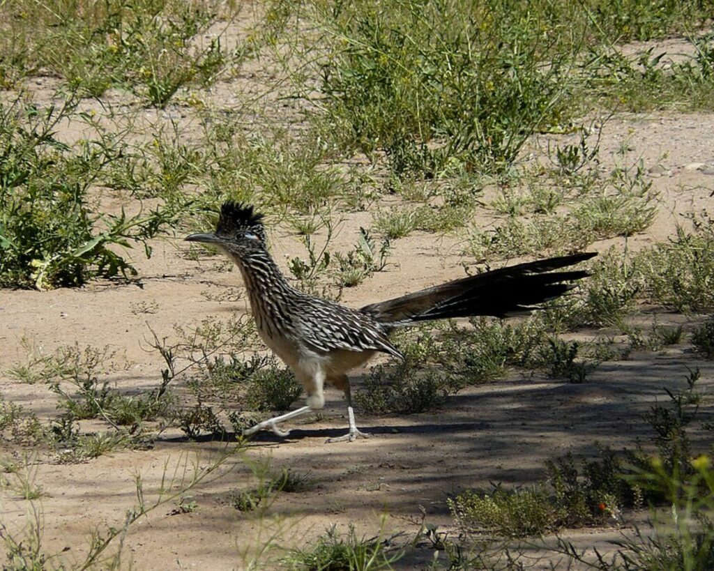 Greater roadrunner walking through desert brush at Estrella Mountain Regional Park.