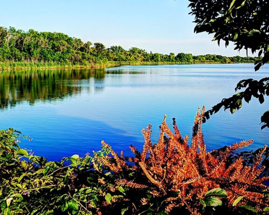 Blue lake bordered by green treeline, with brownish foreground plants framing the scene.