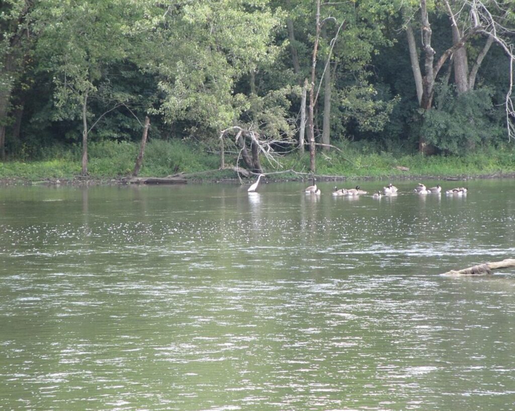 Fox River in Batavia with calm water, wooded shoreline, and a group of birds near the riverbank.