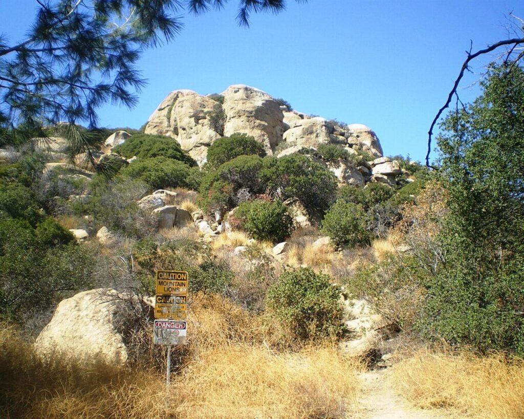 Yellow warning signs along a dirt trail warn of mountain lions at the base of a rocky hill with green shrubs under a clear blue sky.
