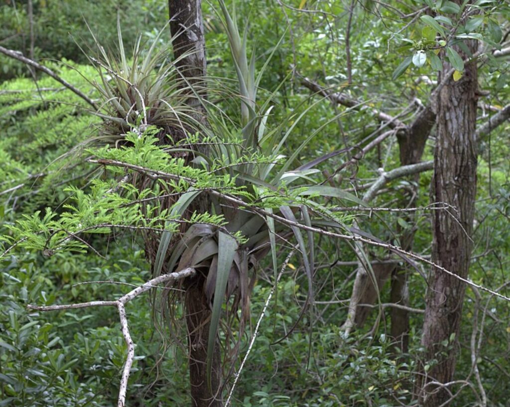 Air plants and ferns growing on a tree in a lush forest, with branches and barbed wire in the foreground.