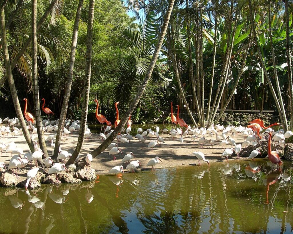 Flamingo Gardens pond with pink flamingos, white birds, palm trees, and tropical greenery.