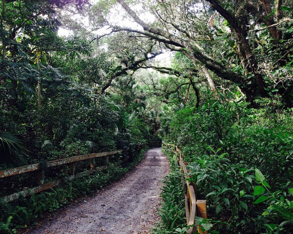 Dense green forest walking trail with wooden railings, tall trees, and lush tropical plants.