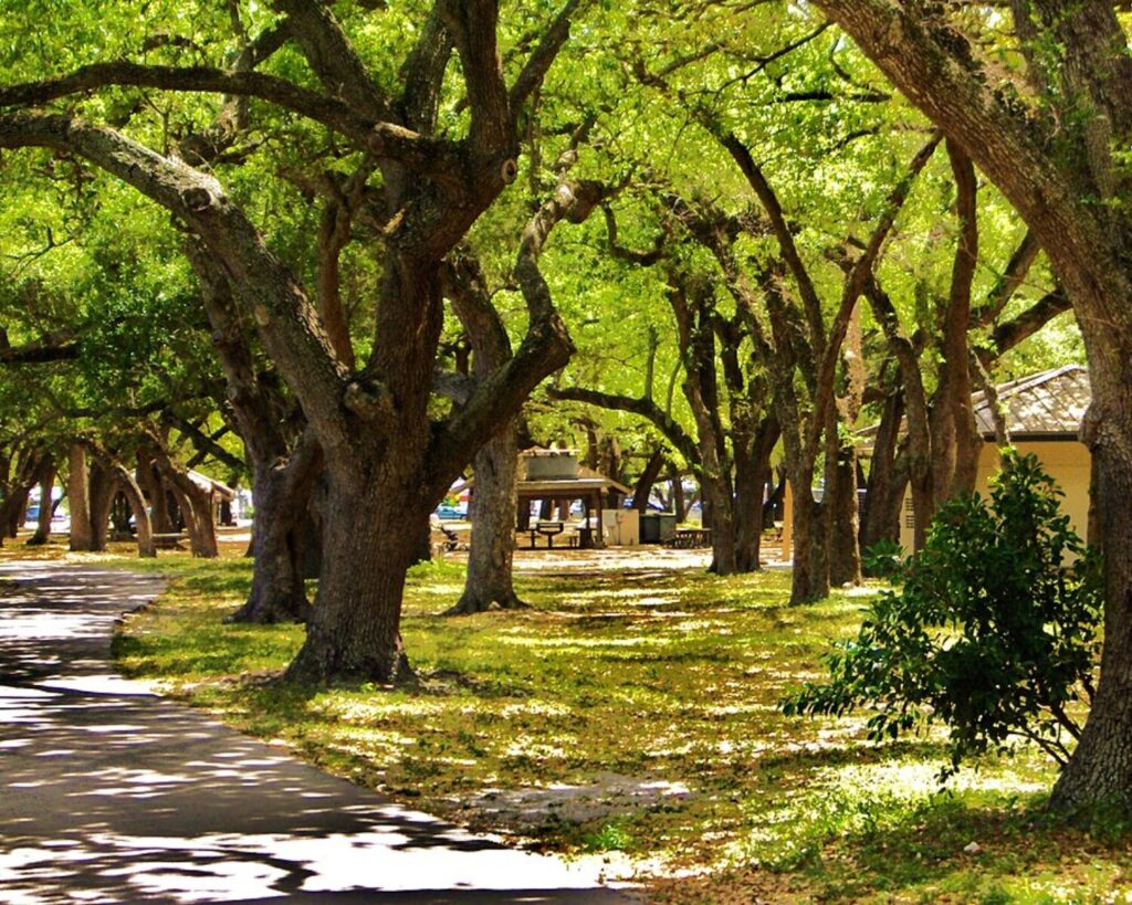 Shaded walking trail at TY Park in Hollywood, Florida, surrounded by large trees and greenery.