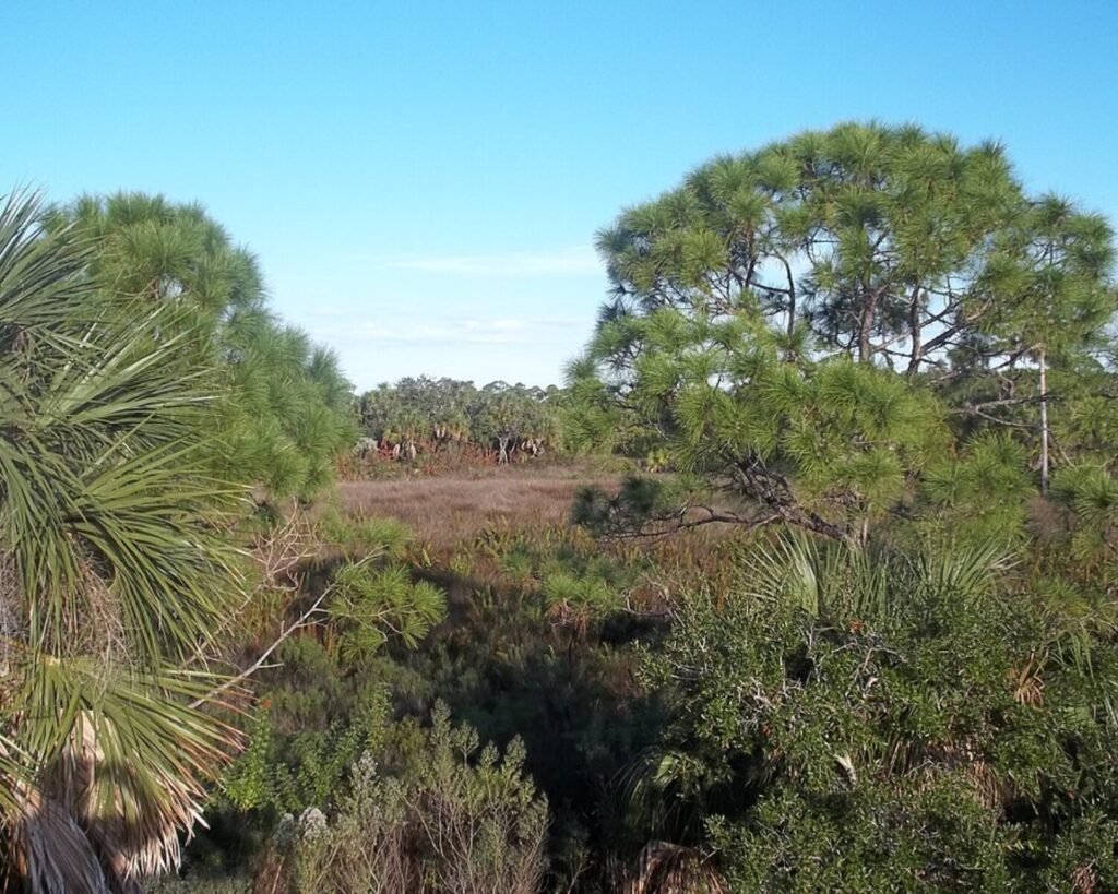Werner-Boyce park landscape with pine trees, palms, dense shrubs, and open wetlands under a clear blue sky.