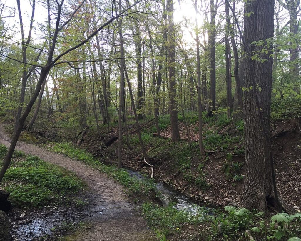 Pathway in Ravine Park, Lake Bluff with a wooded trail, tall trees, small stream, and green forest plants.