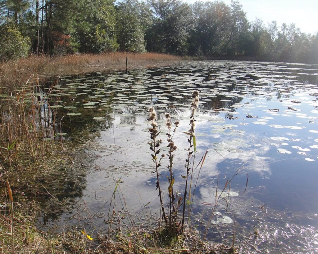 Pond edge with numerous lily pads, tall grasses, and a forested shoreline under a bright sky.",